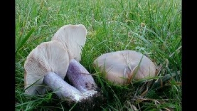 Вот это грибы! Грыбы в апреле. Синеножки